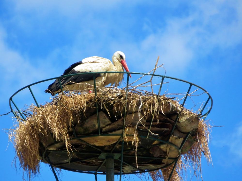 Stork