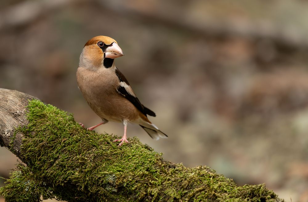 Фотография автора Adam Horvath