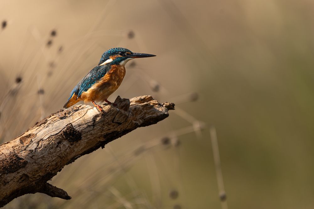 Фотография автора Adam Horvath