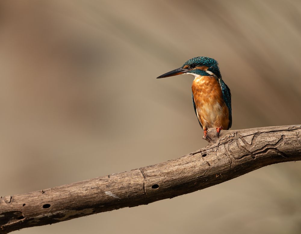 Фотография автора Adam Horvath