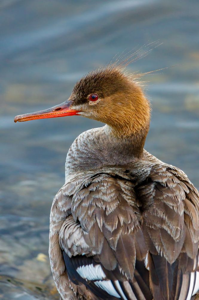 Photograph by Nikolai Mihhailov