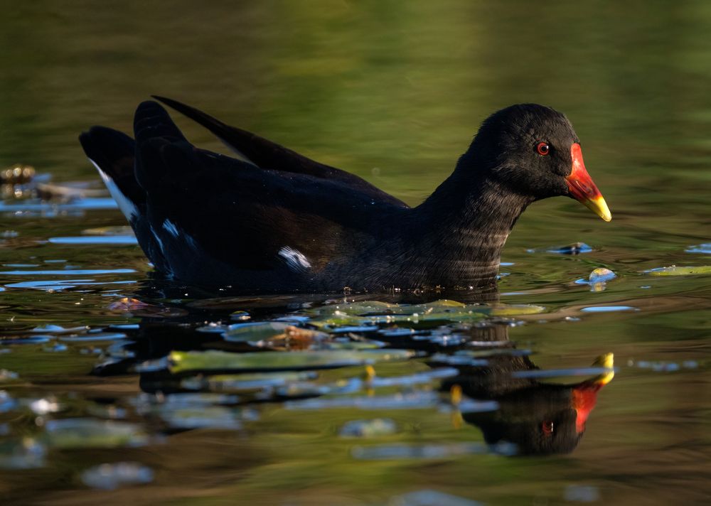 Photograph by Nikolai Mihhailov