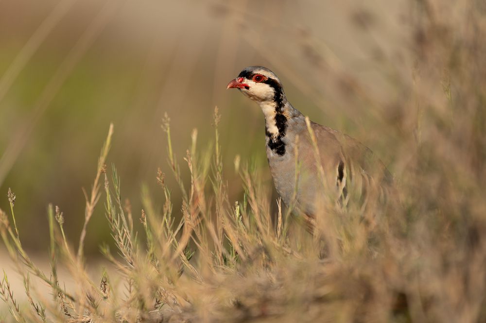 Фотография автора Adam Horvath