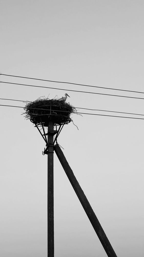 Photograph by Светлана Родионова