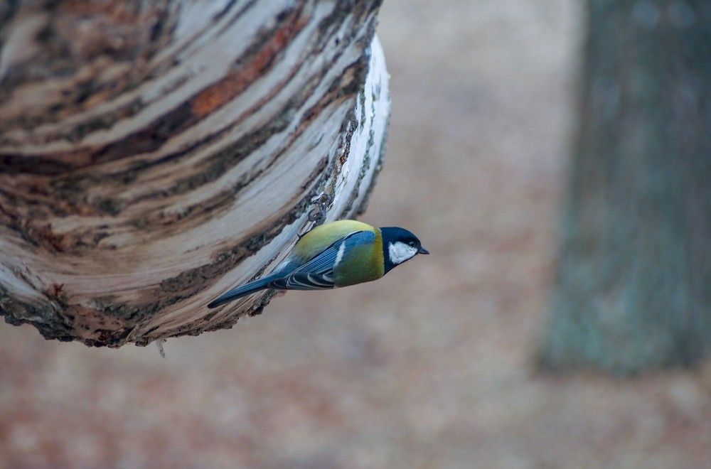 Photograph by Сергей Пушкин