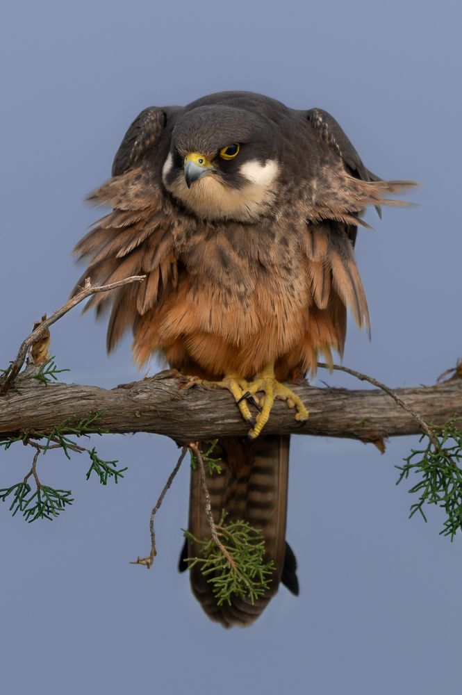 Фотография автора Adam Horvath