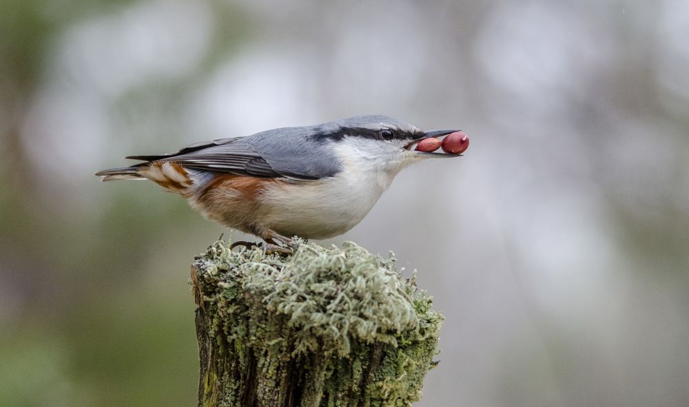 Photograph by Роман Кудрявцев