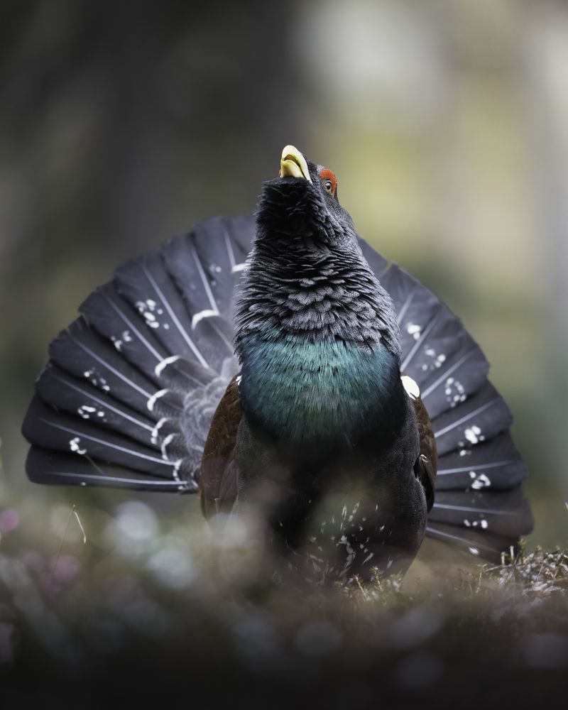 Photograph by Gabriele Corbellini