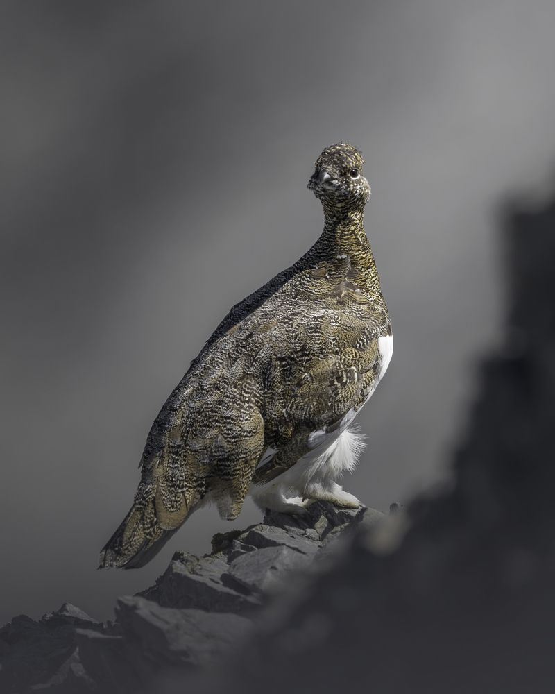 Photograph by Gabriele Corbellini