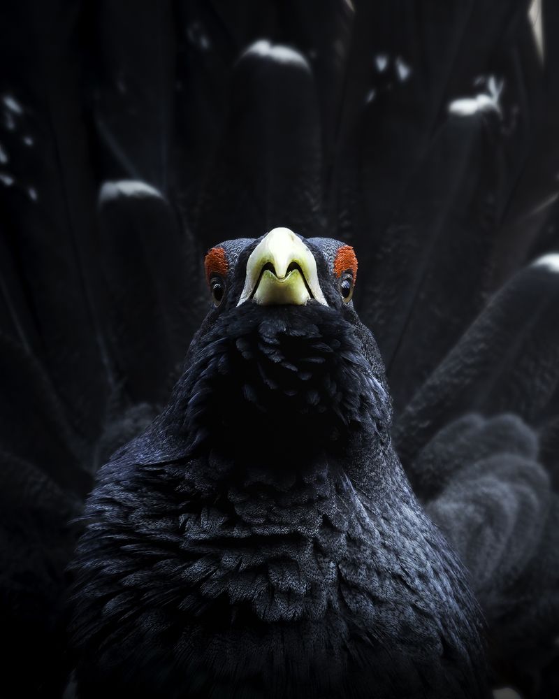 Photograph by Gabriele Corbellini