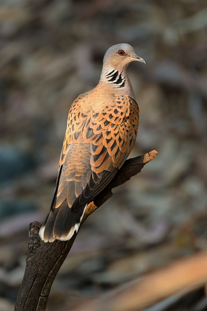 Фотография автора Adam Horvath