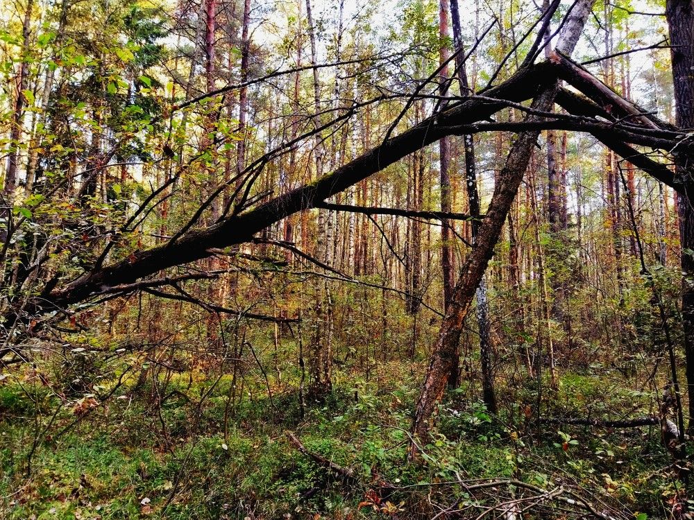 Фотография автора Семён Так странно