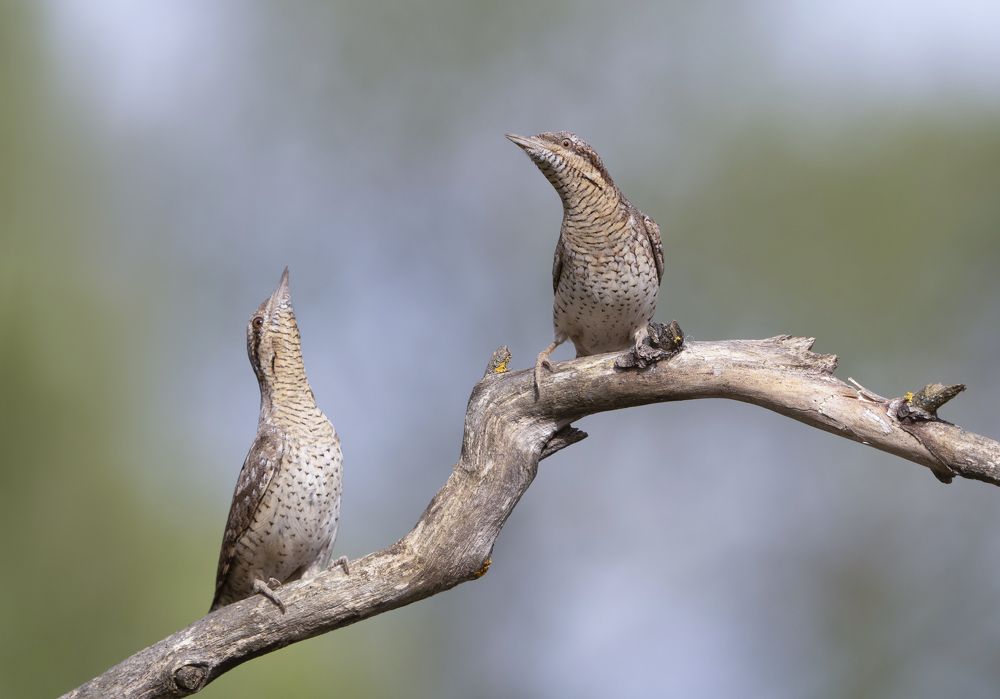 Photograph by Андрей Киселёв