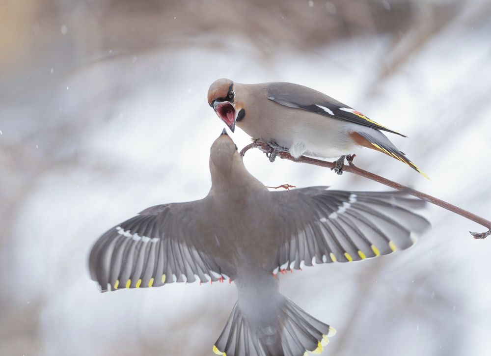 Photograph by Андрей Киселёв