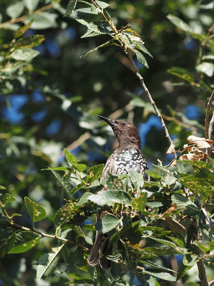 Скворец обыкновенный.