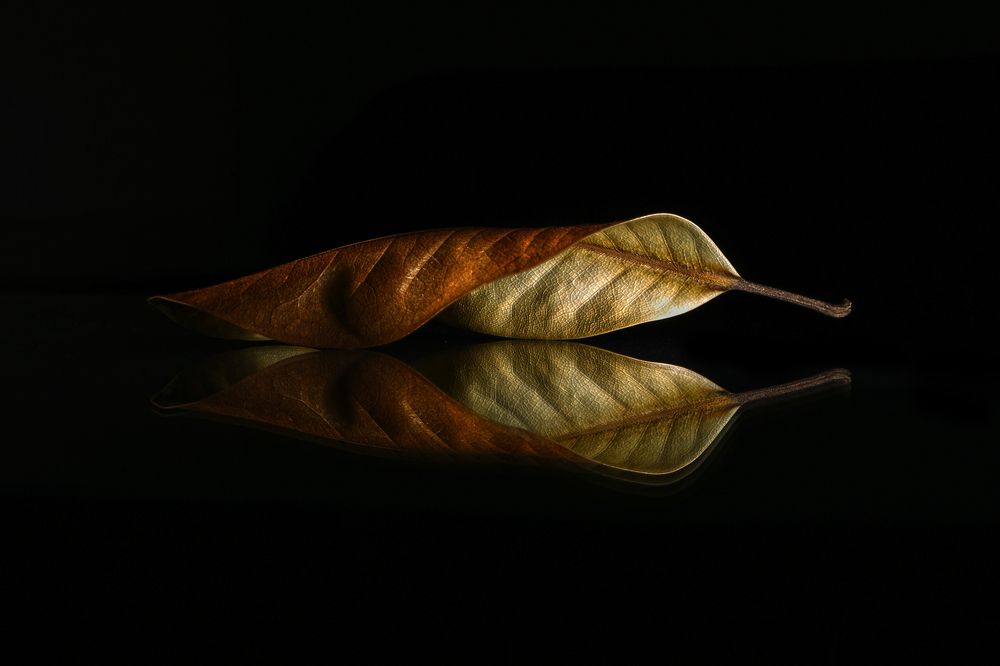 Photograph by reza haghjooy