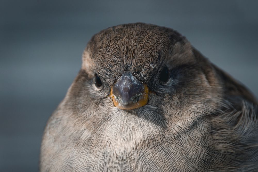 Photograph by Valentin Kolinko