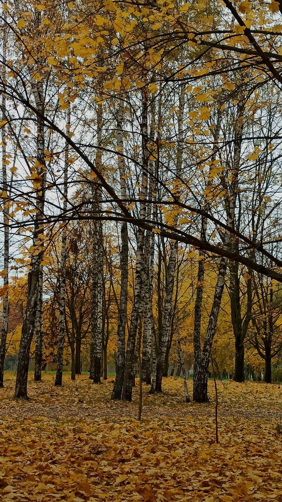 Photograph by Людмила Щуцкая