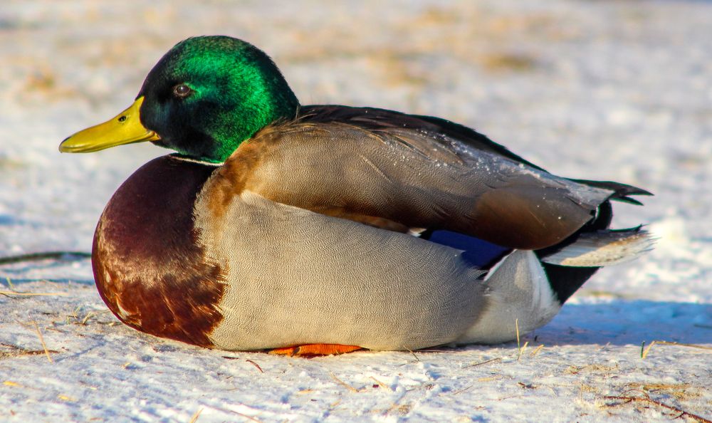 Photograph by Igors Rostikovs