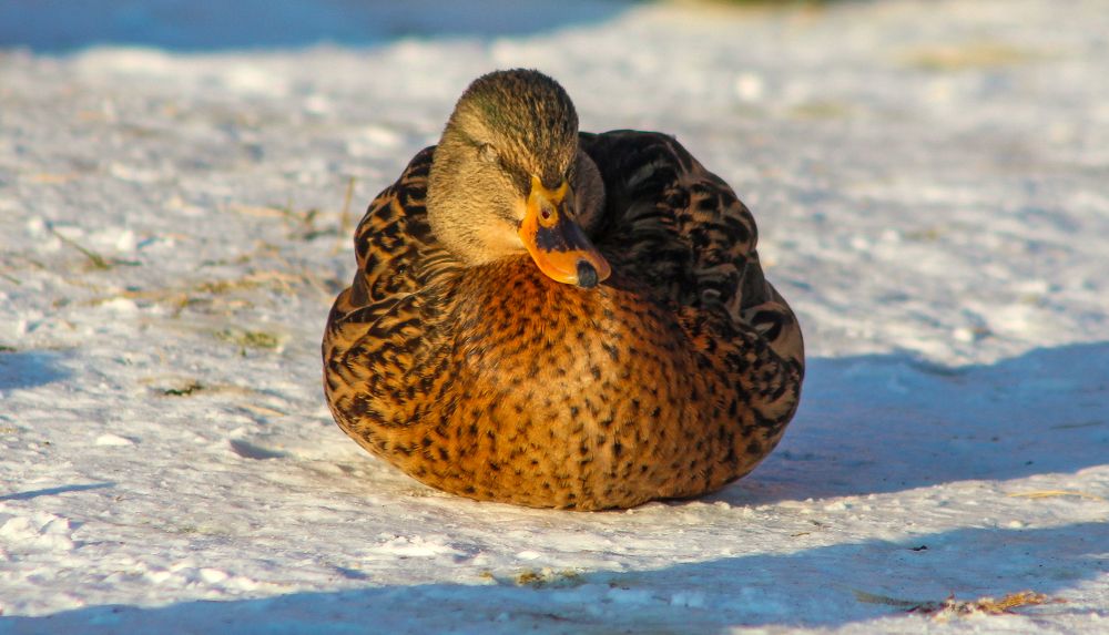 Photograph by Igors Rostikovs