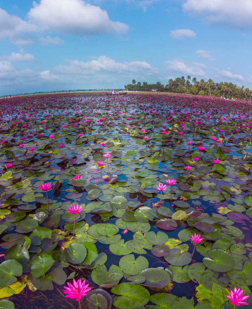 Water Lily Paradise.