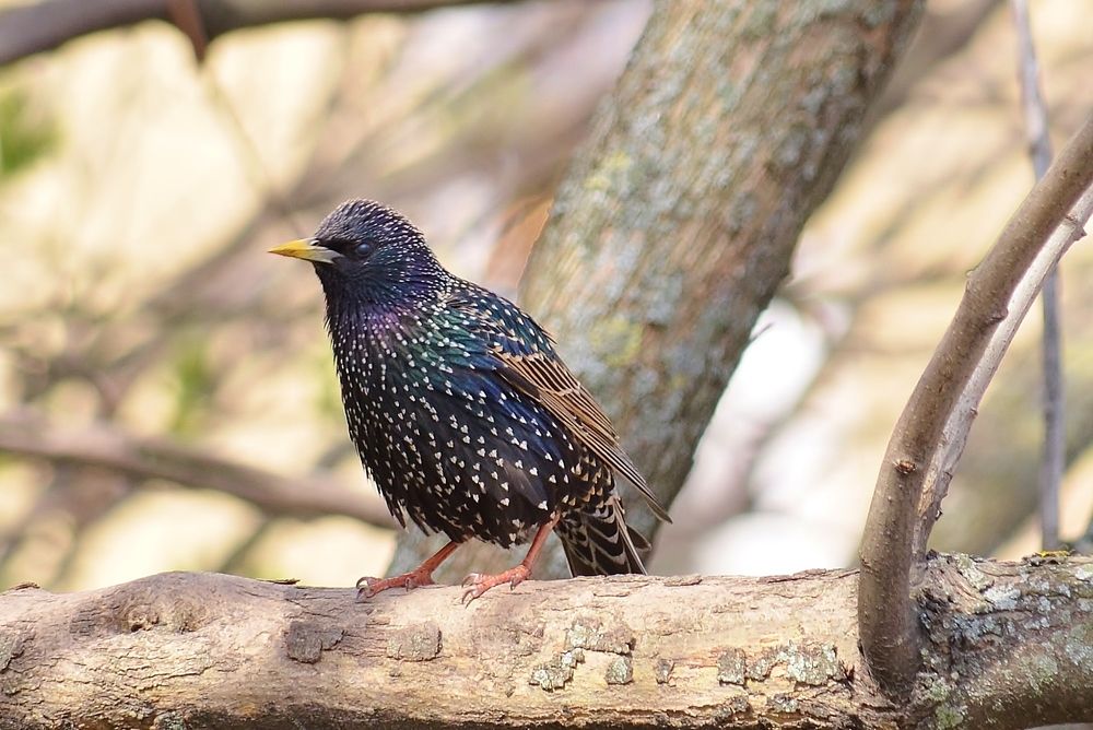 Питерский скворец