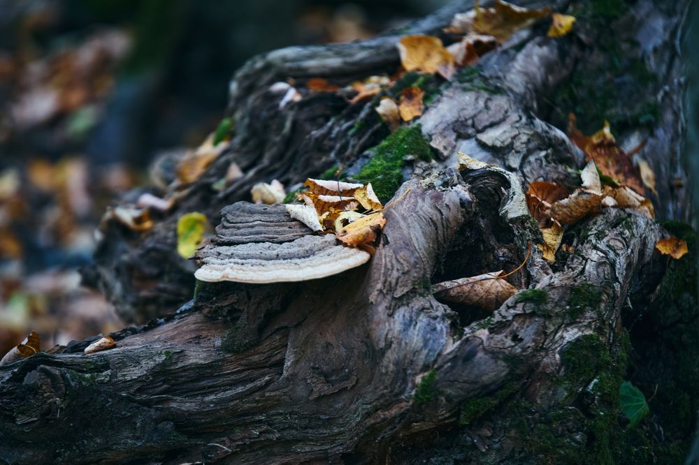 Photograph by Константин Федяев