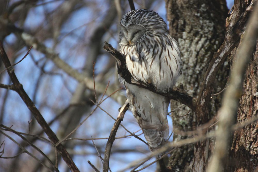 Спящая красавица