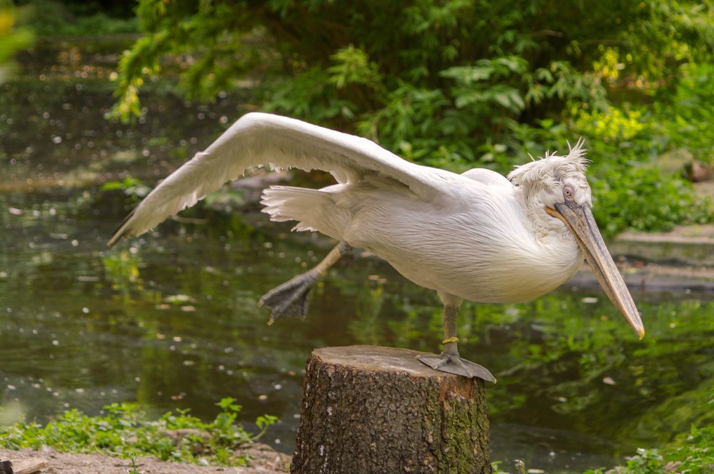 пеликанасана