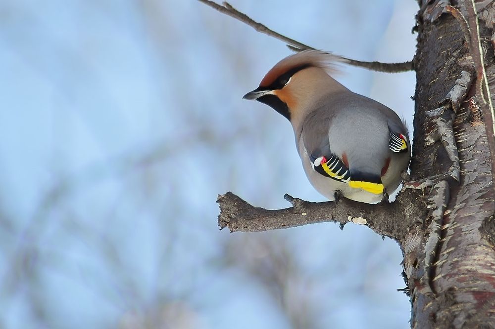 Свиристель в Загородном парке