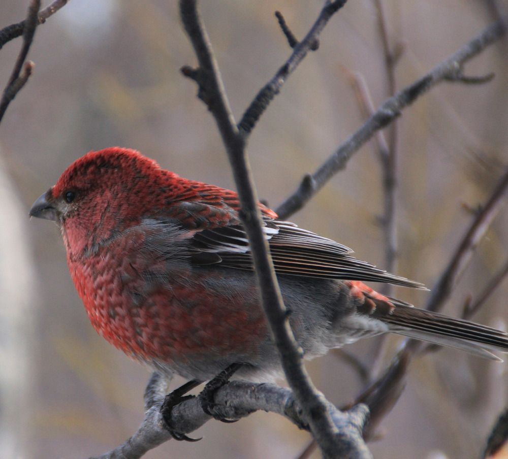 Фотография автора Светлана Терехова