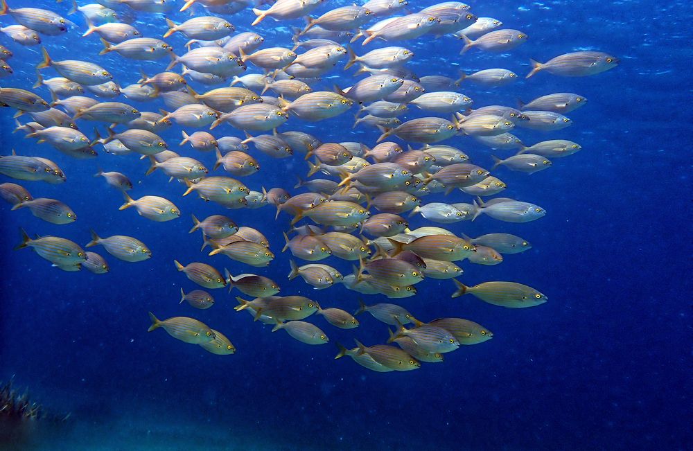 Фотография автора Sotiris Makrygiannis