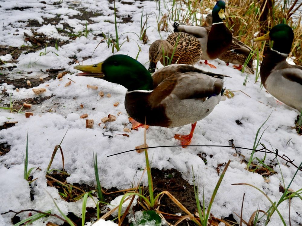 Photograph by Александр Чернега