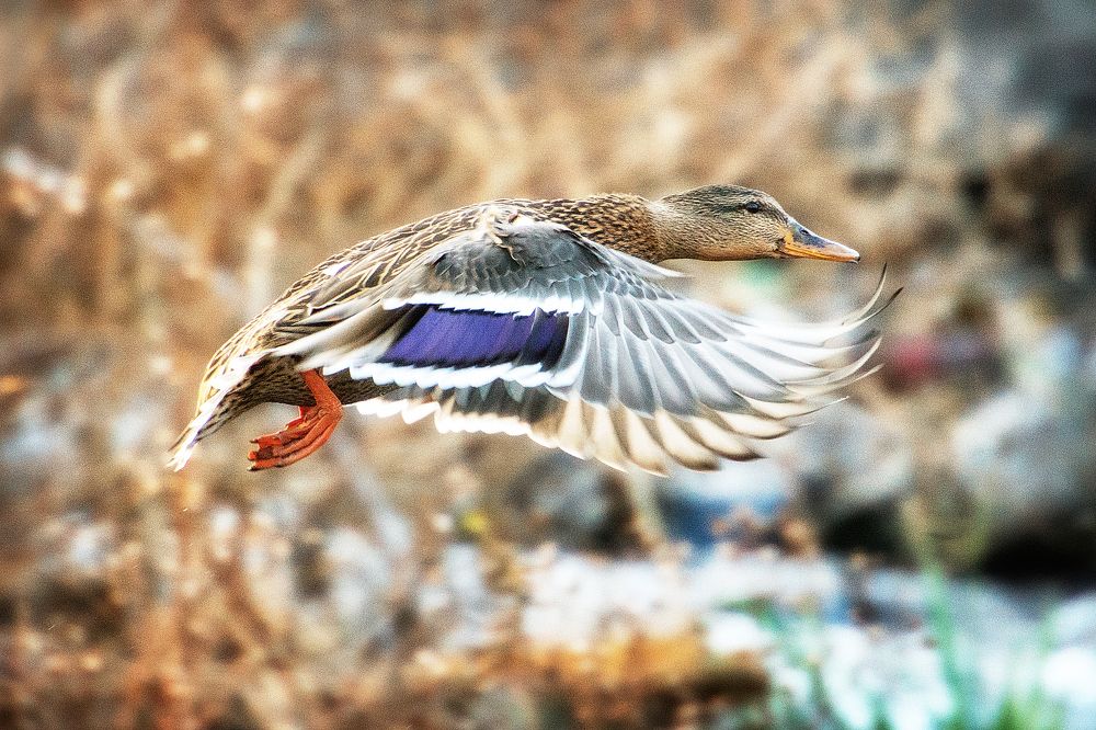 Photograph by Александр Остроумов