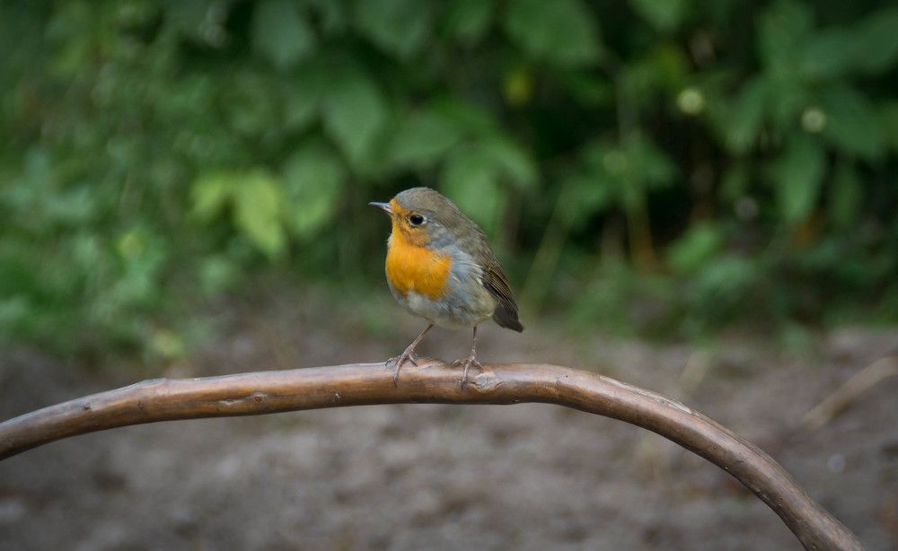 Фотография автора Юлия Кранина