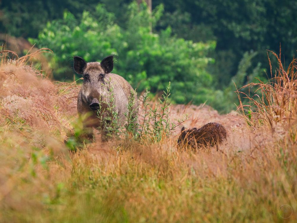 Photograph by Adam Lorenc