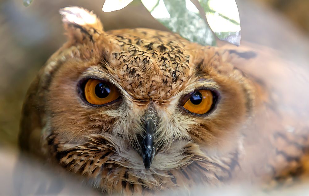 Photograph by Elena Gebert