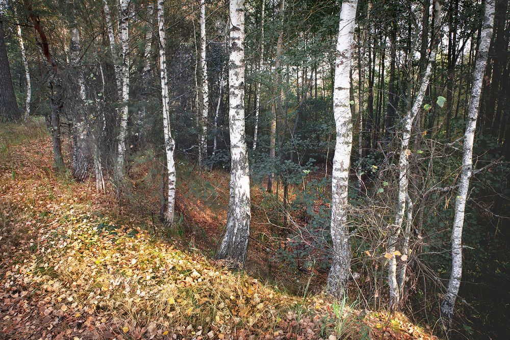 Тёплая осень