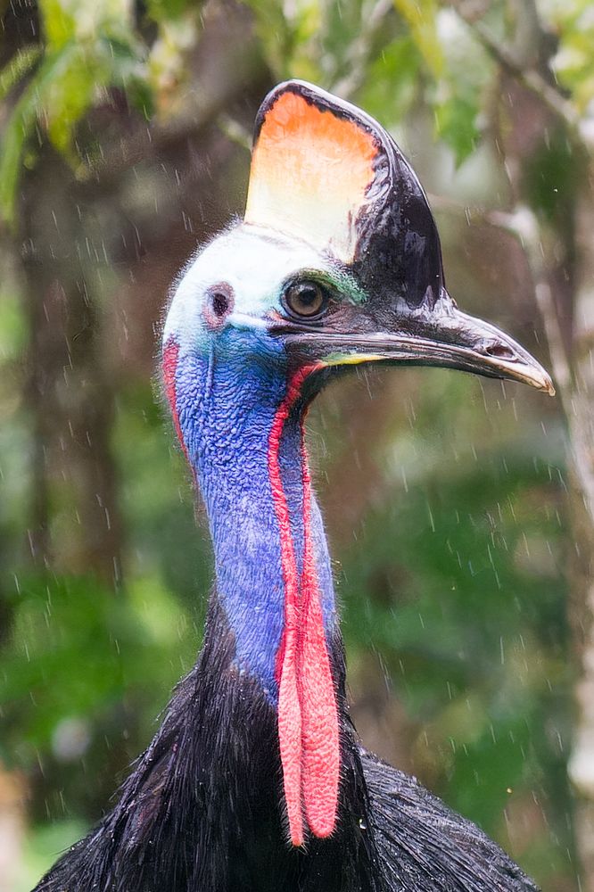 Rainfall over the Rainforest Sentinel