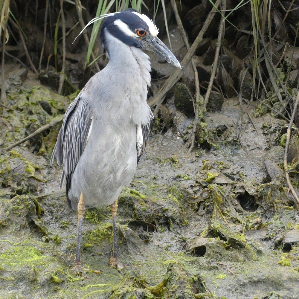 Crested Hweon