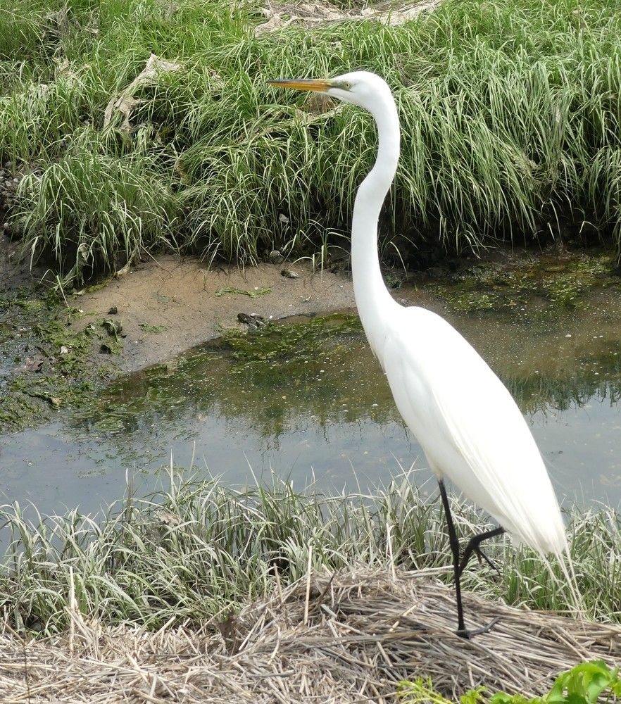Snowy Egret