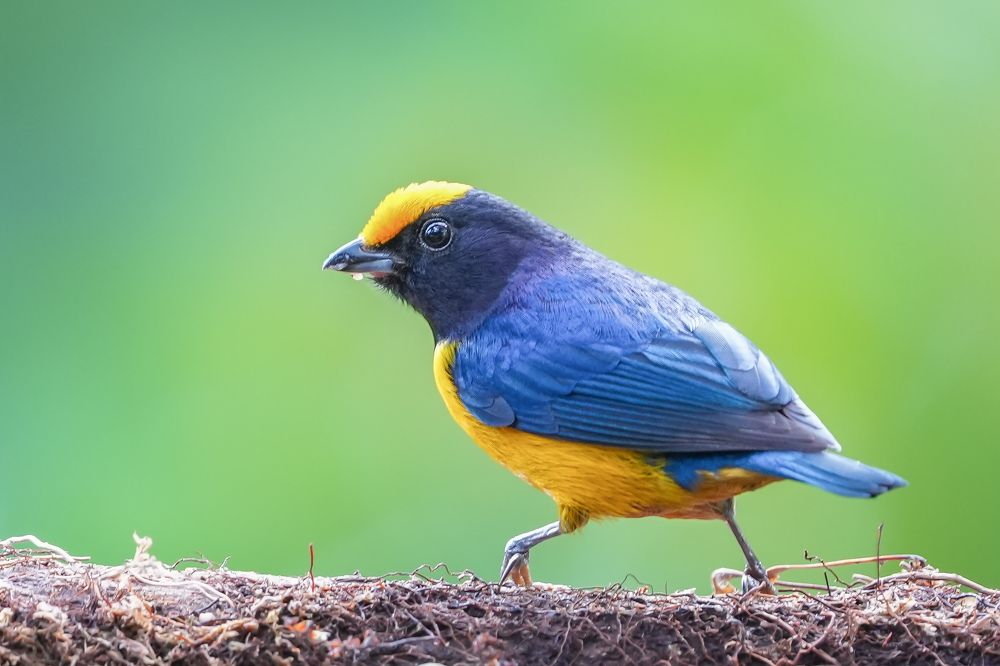 Фотография автора Jian Ma