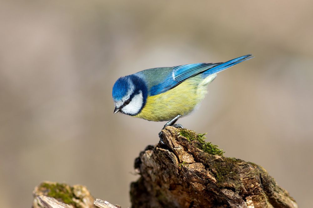 Photograph by Евгения Севрюкова