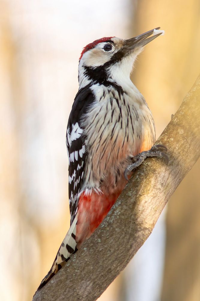 Photograph by Евгения Севрюкова
