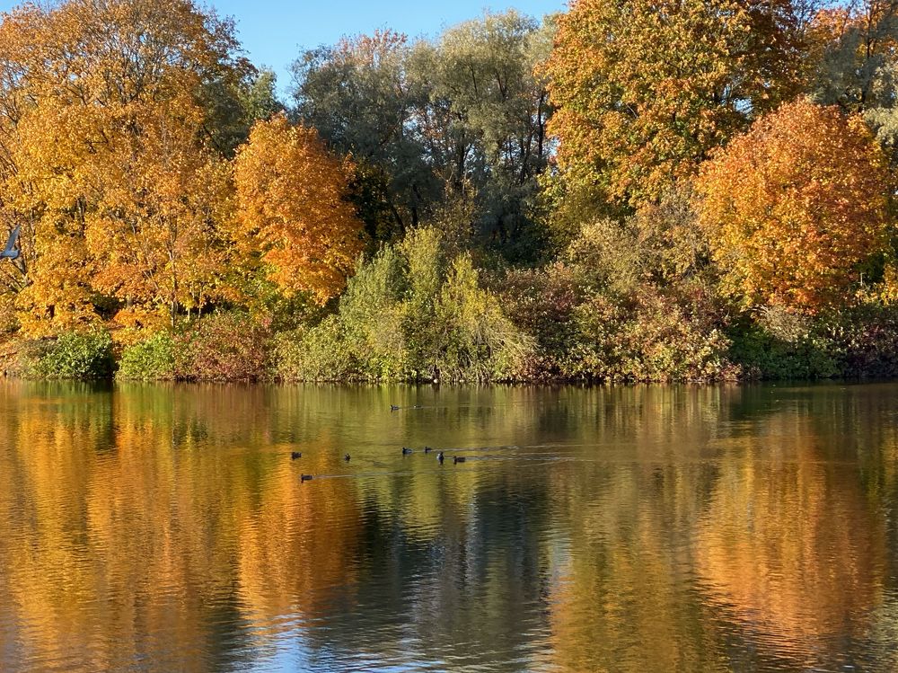 Южно-Приморский парк г.Санкт-Петербург