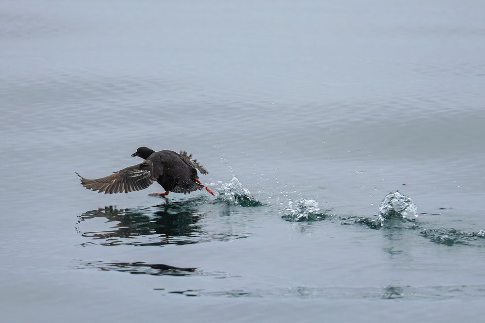 Photograph by Галина Павлова