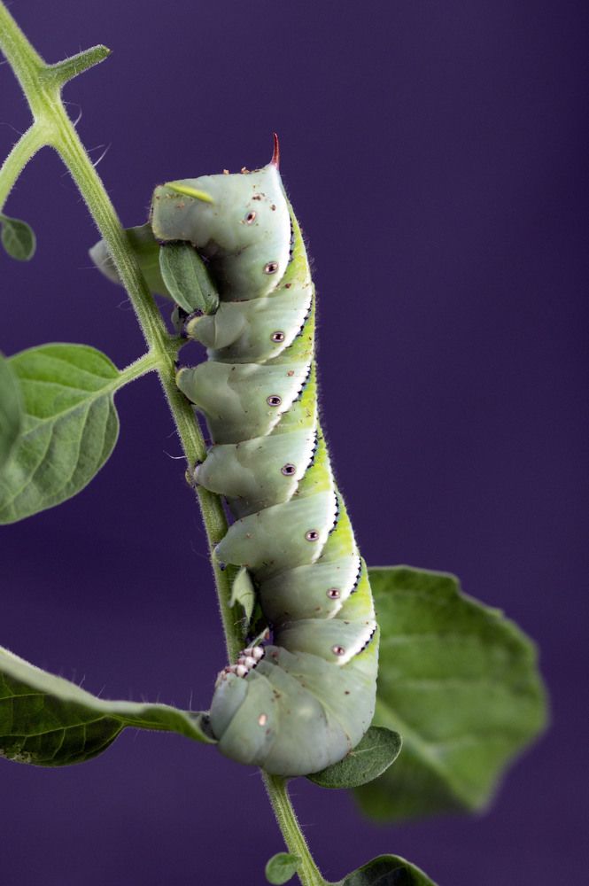 Photograph by Аlessandro