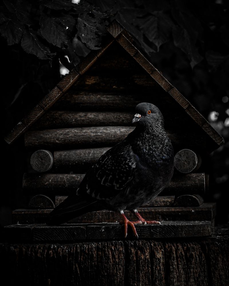 Photograph by Михаил Зубков