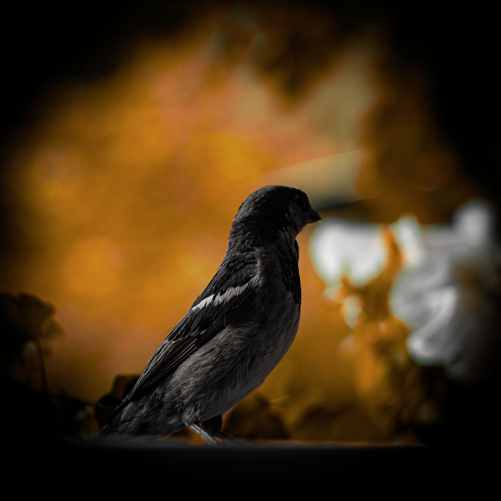 Photograph by Михаил Зубков