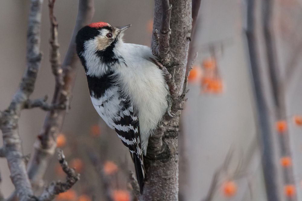 Photograph by Koledova Irina